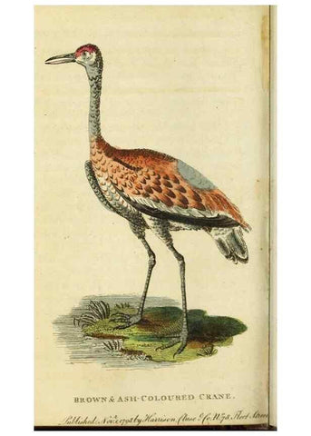 Reproducción/Reproduction 48794380573: The Naturalist's Pocket Magazine or compleat cabinet of the curiosities and beauties of nature.. London.. 
