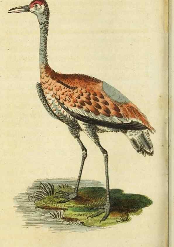Reproducción/Reproduction 48794380573: The Naturalist's Pocket Magazine or compleat cabinet of the curiosities and beauties of nature.. London.. 