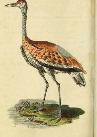 Reproducción/Reproduction 48794380573: The Naturalist's Pocket Magazine or compleat cabinet of the curiosities and beauties of nature.. London.. 