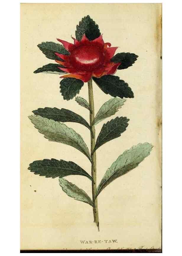 Reproducción/Reproduction 48794741436: The Naturalist's Pocket Magazine or compleat cabinet of the curiosities and beauties of nature.. London.. 