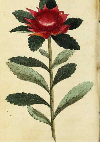 Reproducción/Reproduction 48794741436: The Naturalist's Pocket Magazine or compleat cabinet of the curiosities and beauties of nature.. London.. 