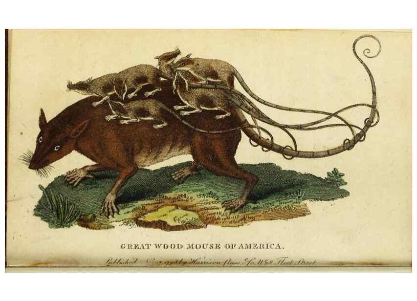 Reproducción/Reproduction 48794879872: The Naturalist's Pocket Magazine or compleat cabinet of the curiosities and beauties of nature.. London.. 