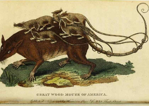 Reproducción/Reproduction 48794879872: The Naturalist's Pocket Magazine or compleat cabinet of the curiosities and beauties of nature.. London.. 