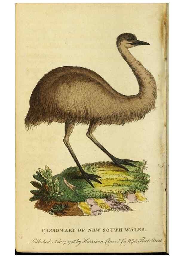 Reproducción/Reproduction 48794742241: The Naturalist's Pocket Magazine or compleat cabinet of the curiosities and beauties of nature.. London.. 