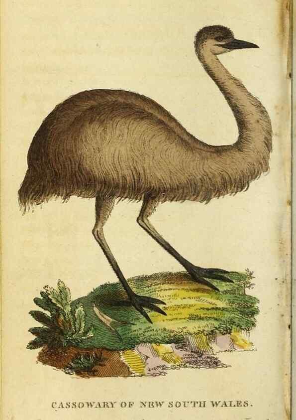 Reproducción/Reproduction 48794742241: The Naturalist's Pocket Magazine or compleat cabinet of the curiosities and beauties of nature.. London.. 