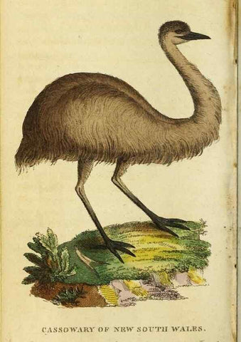 Reproducción/Reproduction 48794742241: The Naturalist's Pocket Magazine or compleat cabinet of the curiosities and beauties of nature.. London.. 