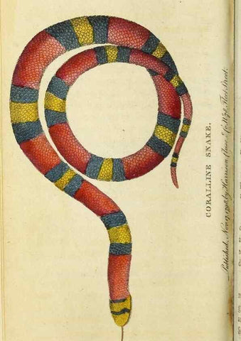 Reproducción/Reproduction 48794880632: The Naturalist's Pocket Magazine or compleat cabinet of the curiosities and beauties of nature.. London.. 
