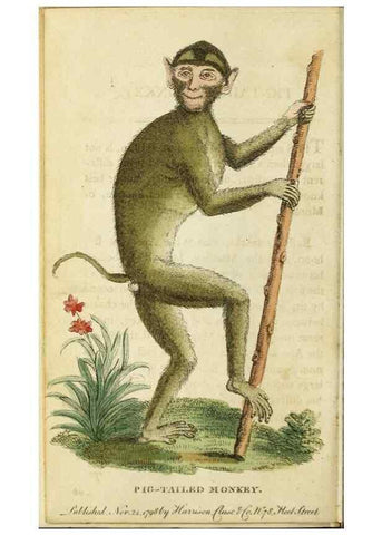 Reproducción/Reproduction 48794742971: The Naturalist's Pocket Magazine or compleat cabinet of the curiosities and beauties of nature.. London.. 