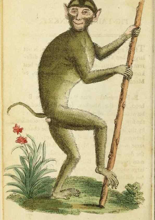 Reproducción/Reproduction 48794742971: The Naturalist's Pocket Magazine or compleat cabinet of the curiosities and beauties of nature.. London.. 