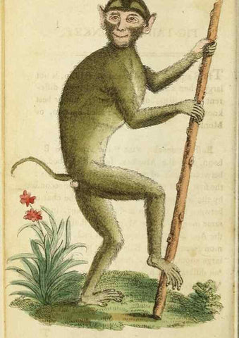 Reproducción/Reproduction 48794742971: The Naturalist's Pocket Magazine or compleat cabinet of the curiosities and beauties of nature.. London.. 