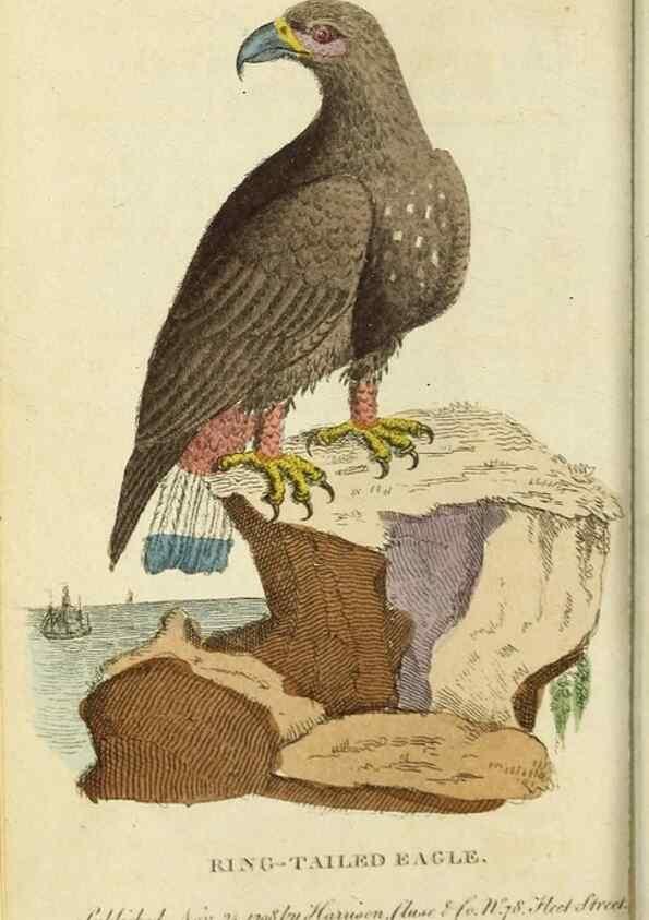 Reproducción/Reproduction 48794881522: The Naturalist's Pocket Magazine or compleat cabinet of the curiosities and beauties of nature.. London.. 