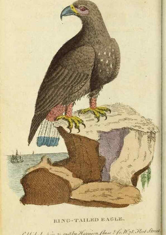 Reproducción/Reproduction 48794881522: The Naturalist's Pocket Magazine or compleat cabinet of the curiosities and beauties of nature.. London.. 
