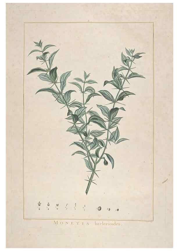 Reproducción/Reproduction 48826777152: Stirpes novae :. Parisiis :ex typographia Philippi-Dionysii Pierres,1784-85.. 