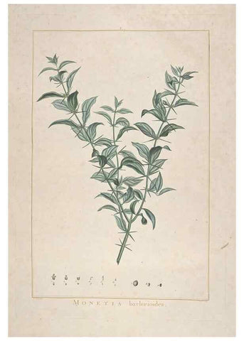 Reproducción/Reproduction 48826777152: Stirpes novae :. Parisiis :ex typographia Philippi-Dionysii Pierres,1784-85.. 