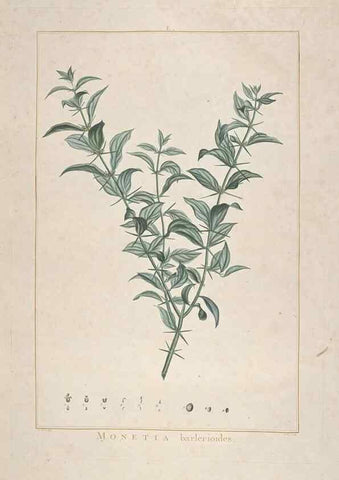 Reproducción/Reproduction 48826777152: Stirpes novae :. Parisiis :ex typographia Philippi-Dionysii Pierres,1784-85.. 