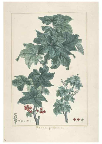 Reproducción/Reproduction 48826246373: Stirpes novae :. Parisiis :ex typographia Philippi-Dionysii Pierres,1784-85.. 