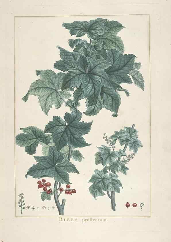 Reproducción/Reproduction 48826246373: Stirpes novae :. Parisiis :ex typographia Philippi-Dionysii Pierres,1784-85.. 