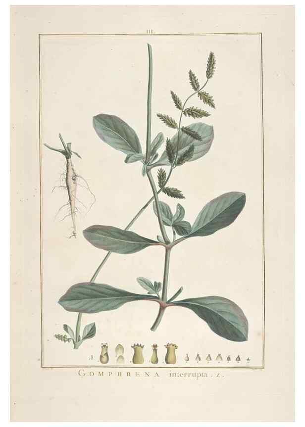 Reproducción/Reproduction 48826778247: Stirpes novae :. Parisiis :ex typographia Philippi-Dionysii Pierres,1784-85.. 