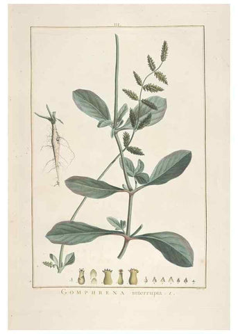 Reproducción/Reproduction 48826778247: Stirpes novae :. Parisiis :ex typographia Philippi-Dionysii Pierres,1784-85.. 