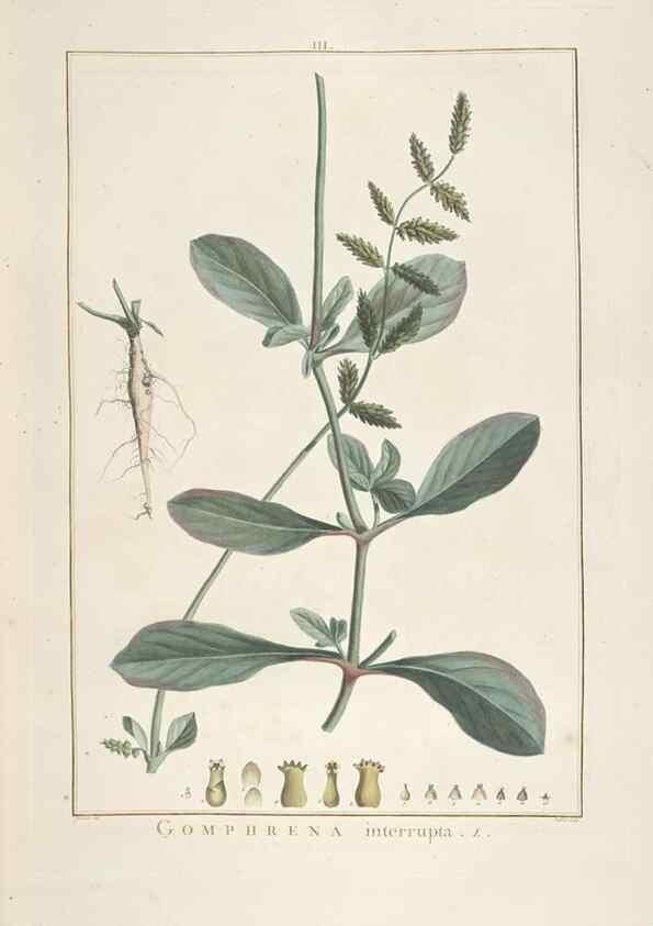 Reproducción/Reproduction 48826778247: Stirpes novae :. Parisiis :ex typographia Philippi-Dionysii Pierres,1784-85.. 