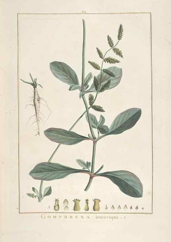 Reproducción/Reproduction 48826778247: Stirpes novae :. Parisiis :ex typographia Philippi-Dionysii Pierres,1784-85.. 