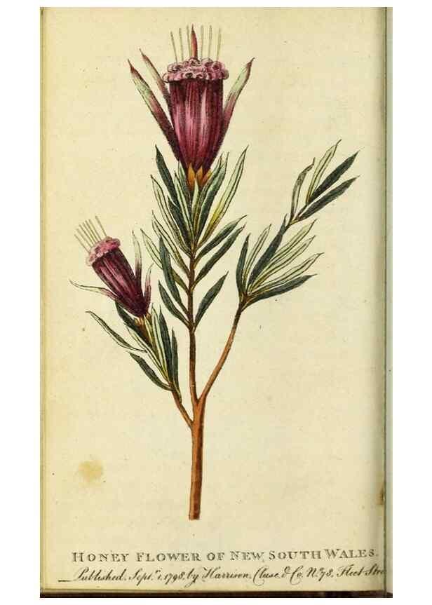 Reproducción/Reproduction 48794614351: The Naturalist's Pocket Magazine or compleat cabinet of the curiosities and beauties of nature.. London.. 