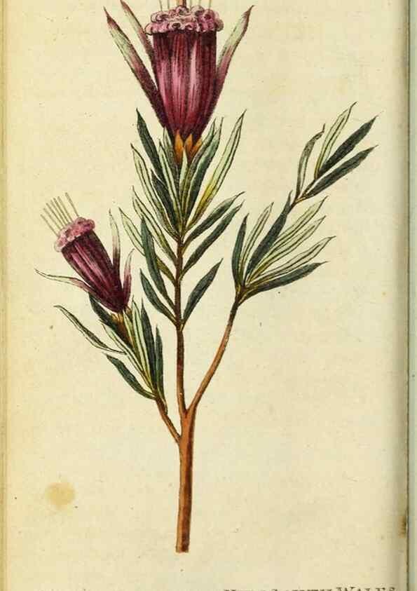 Reproducción/Reproduction 48794614351: The Naturalist's Pocket Magazine or compleat cabinet of the curiosities and beauties of nature.. London.. 
