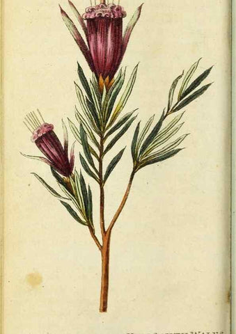 Reproducción/Reproduction 48794614351: The Naturalist's Pocket Magazine or compleat cabinet of the curiosities and beauties of nature.. London.. 