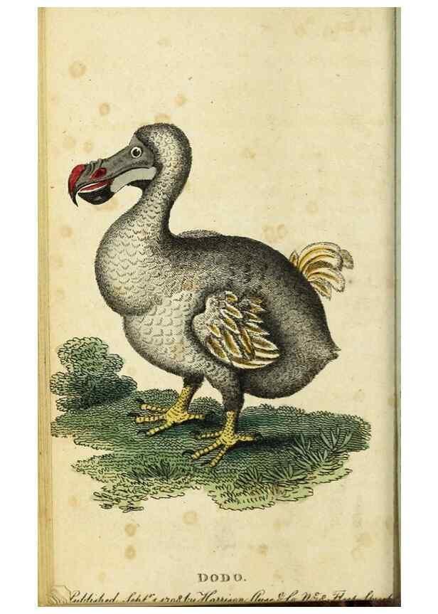Reproducción/Reproduction 48794613941: The Naturalist's Pocket Magazine or compleat cabinet of the curiosities and beauties of nature.. London.. 
