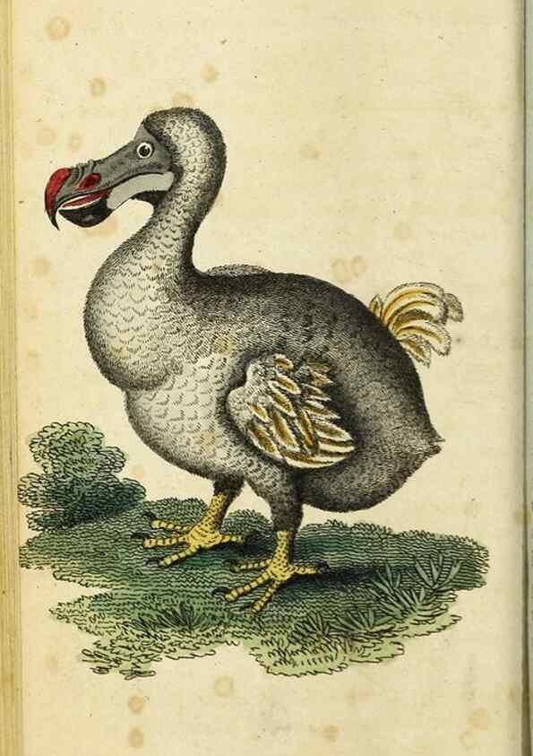 Reproducción/Reproduction 48794613941: The Naturalist's Pocket Magazine or compleat cabinet of the curiosities and beauties of nature.. London.. 