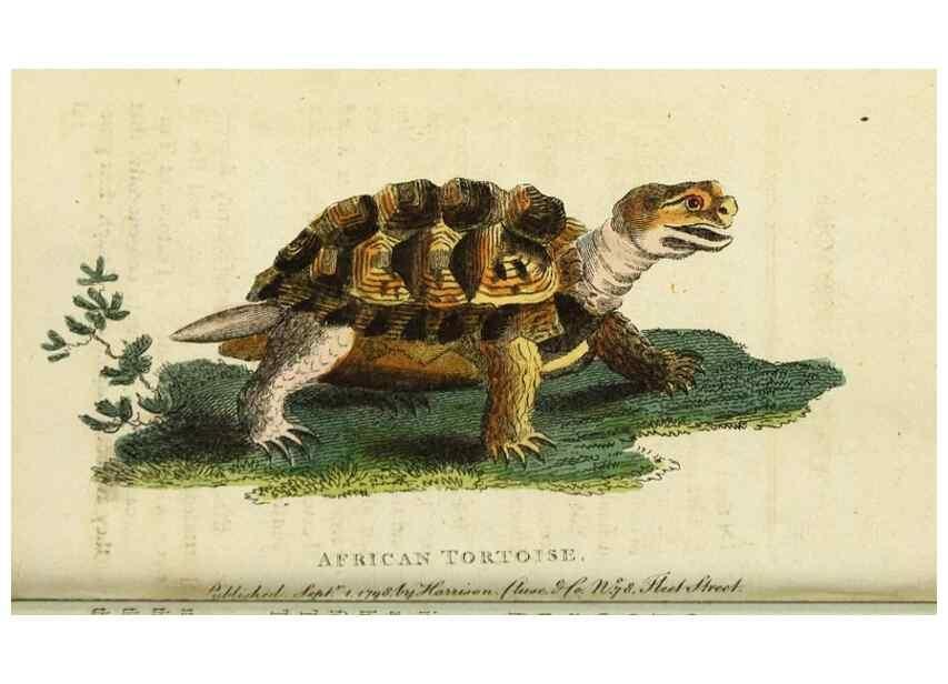 Reproducción/Reproduction 48794252303: The Naturalist's Pocket Magazine or compleat cabinet of the curiosities and beauties of nature.. London.. 