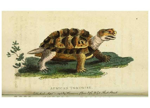 Reproducción/Reproduction 48794252303: The Naturalist's Pocket Magazine or compleat cabinet of the curiosities and beauties of nature.. London.. 
