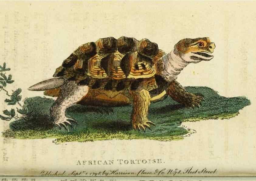 Reproducción/Reproduction 48794252303: The Naturalist's Pocket Magazine or compleat cabinet of the curiosities and beauties of nature.. London.. 