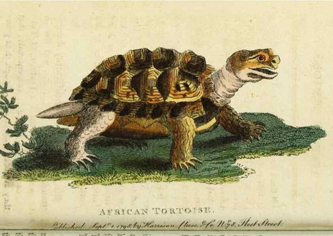 Reproducción/Reproduction 48794252303: The Naturalist's Pocket Magazine or compleat cabinet of the curiosities and beauties of nature.. London.. 