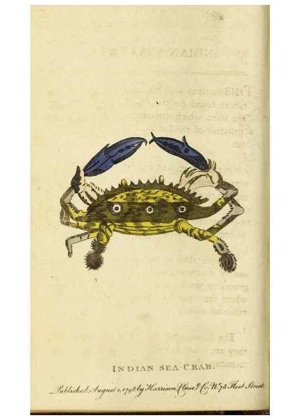 Reproducción/Reproduction 48794750942: The Naturalist's Pocket Magazine or compleat cabinet of the curiosities and beauties of nature.. London.. 