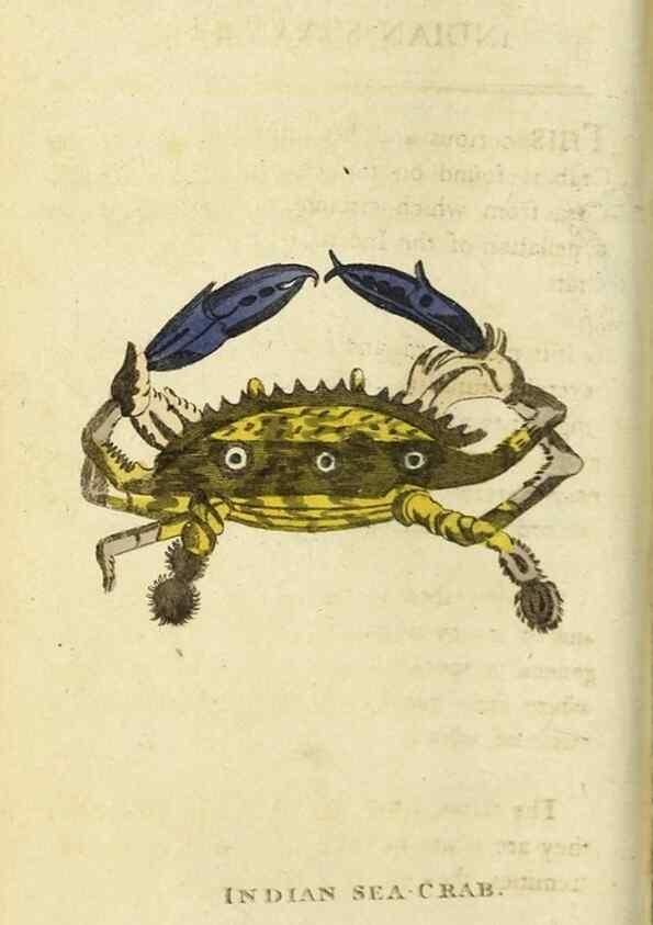 Reproducción/Reproduction 48794750942: The Naturalist's Pocket Magazine or compleat cabinet of the curiosities and beauties of nature.. London.. 