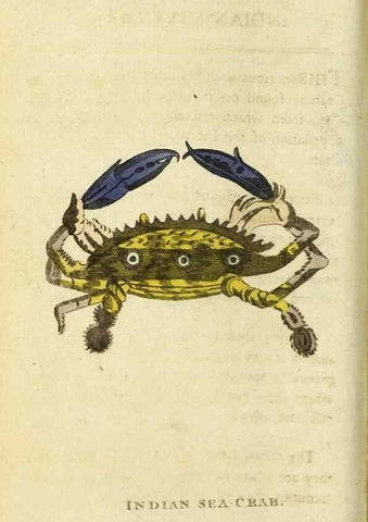 Reproducción/Reproduction 48794750942: The Naturalist's Pocket Magazine or compleat cabinet of the curiosities and beauties of nature.. London.. 