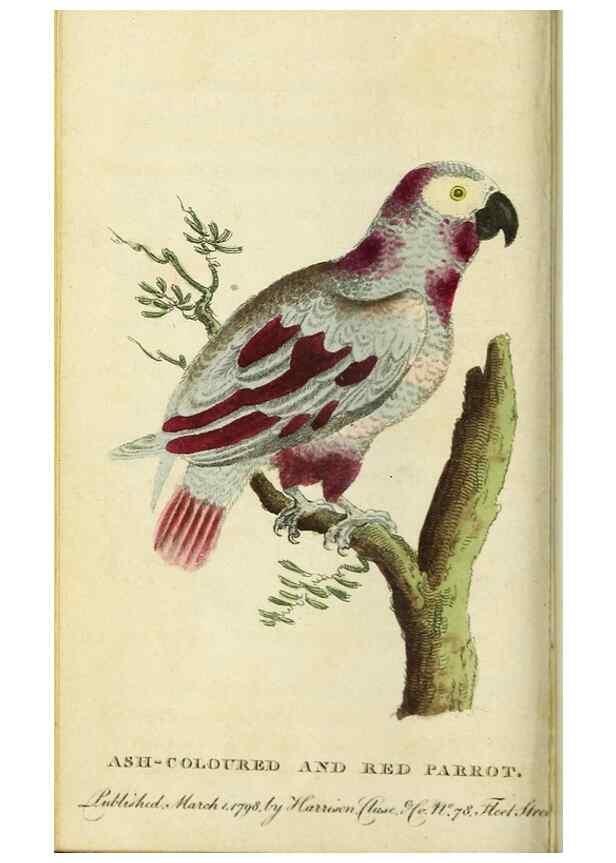 Reproducción/Reproduction 48794245393: The Naturalist's Pocket Magazine or compleat cabinet of the curiosities and beauties of nature.. London.. 