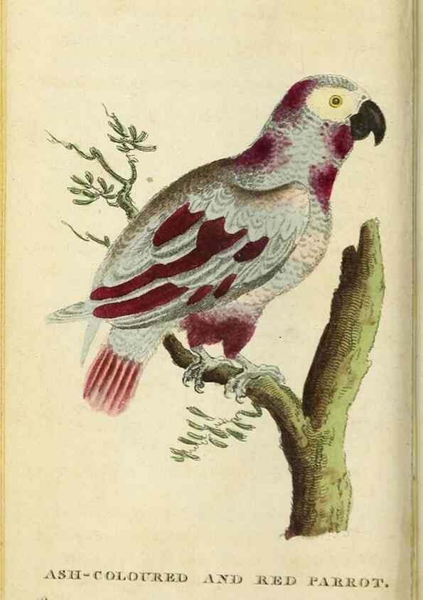 Reproducción/Reproduction 48794245393: The Naturalist's Pocket Magazine or compleat cabinet of the curiosities and beauties of nature.. London.. 