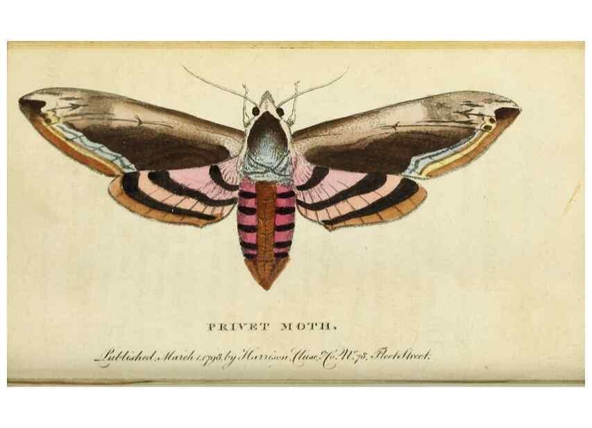 Reproducción/Reproduction 48794245968: The Naturalist's Pocket Magazine or compleat cabinet of the curiosities and beauties of nature.. London.. 