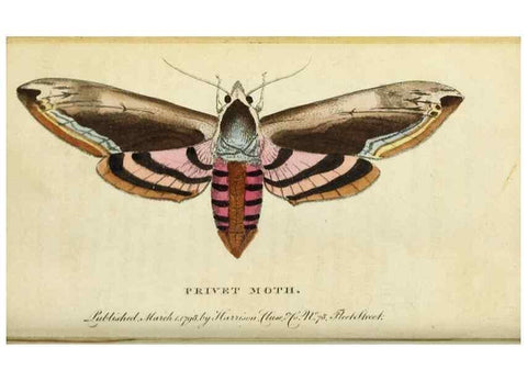 Reproducción/Reproduction 48794245968: The Naturalist's Pocket Magazine or compleat cabinet of the curiosities and beauties of nature.. London.. 
