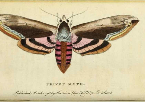 Reproducción/Reproduction 48794245968: The Naturalist's Pocket Magazine or compleat cabinet of the curiosities and beauties of nature.. London.. 