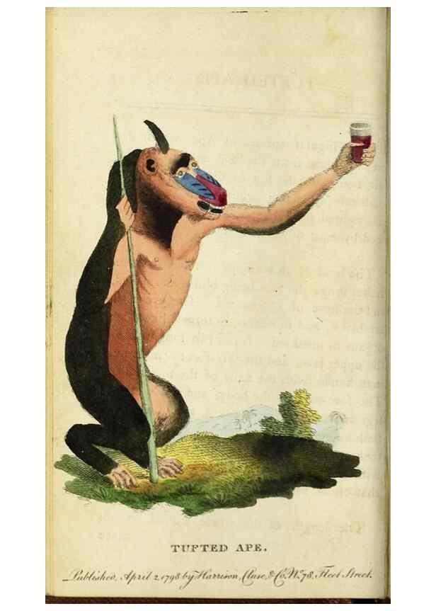 Reproducción/Reproduction 48794745082: The Naturalist's Pocket Magazine or compleat cabinet of the curiosities and beauties of nature.. London.. 