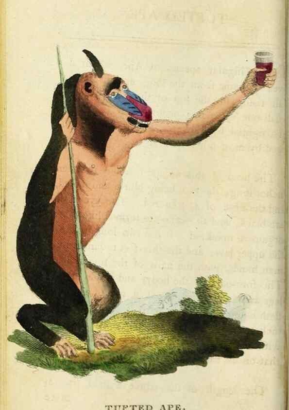 Reproducción/Reproduction 48794745082: The Naturalist's Pocket Magazine or compleat cabinet of the curiosities and beauties of nature.. London.. 