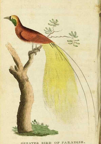 Reproducción/Reproduction 48794745412: The Naturalist's Pocket Magazine or compleat cabinet of the curiosities and beauties of nature.. London.. 