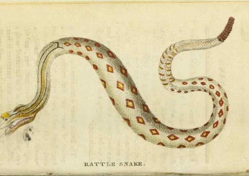 Reproducción/Reproduction 48794247213: The Naturalist's Pocket Magazine or compleat cabinet of the curiosities and beauties of nature.. London.. 