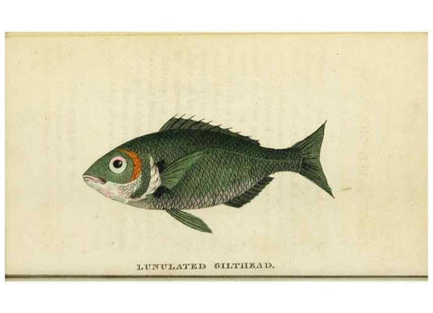 Reproducción/Reproduction 48794608521: The Naturalist's Pocket Magazine or compleat cabinet of the curiosities and beauties of nature.. London.. 