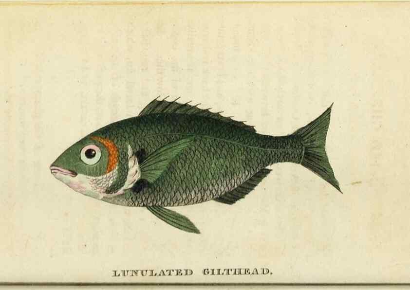 Reproducción/Reproduction 48794608521: The Naturalist's Pocket Magazine or compleat cabinet of the curiosities and beauties of nature.. London.. 