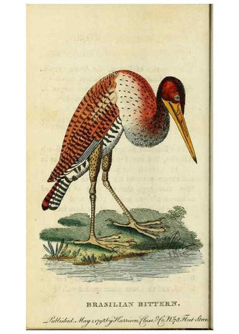 Reproducción/Reproduction 48794247878: The Naturalist's Pocket Magazine or compleat cabinet of the curiosities and beauties of nature.. London.. 