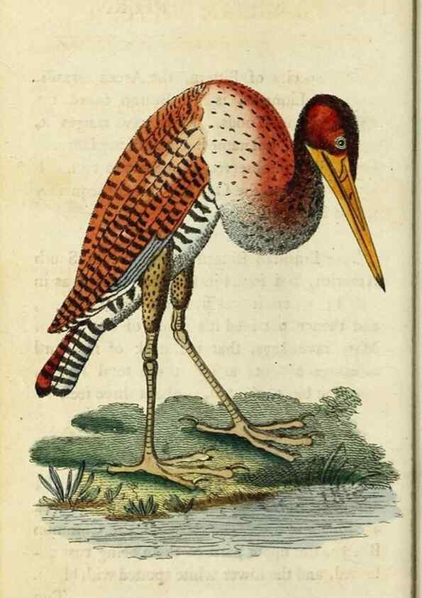 Reproducción/Reproduction 48794247878: The Naturalist's Pocket Magazine or compleat cabinet of the curiosities and beauties of nature.. London.. 